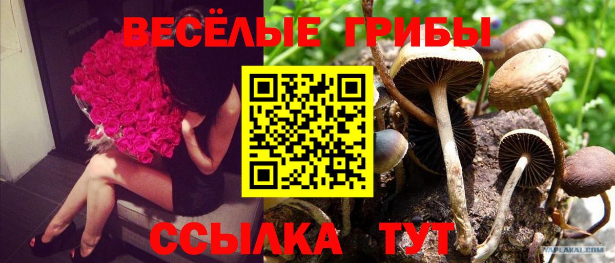 Псилоцибиновые грибы Psilocybine cubensis  Псилоцибиновые грибы Psilocybine cubensis  Вход с VPN  Ревда 